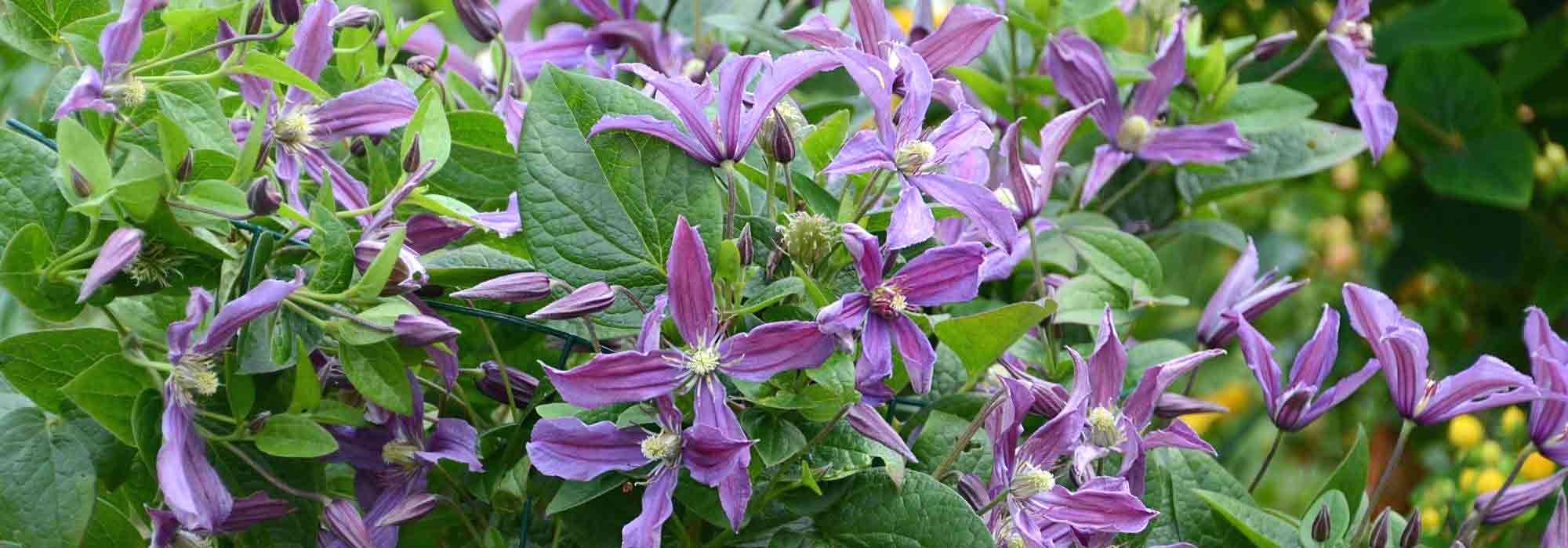 Choosing a herbaceous clematis