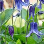 Planting a herbaceous clematis