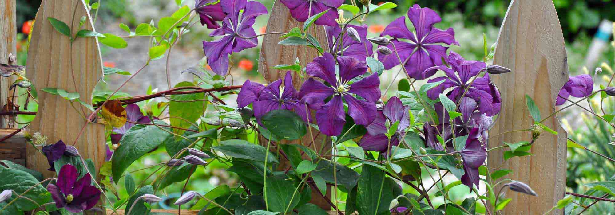 7 Clematis for a Natural Garden