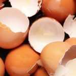 Can you really use eggshells in the garden?