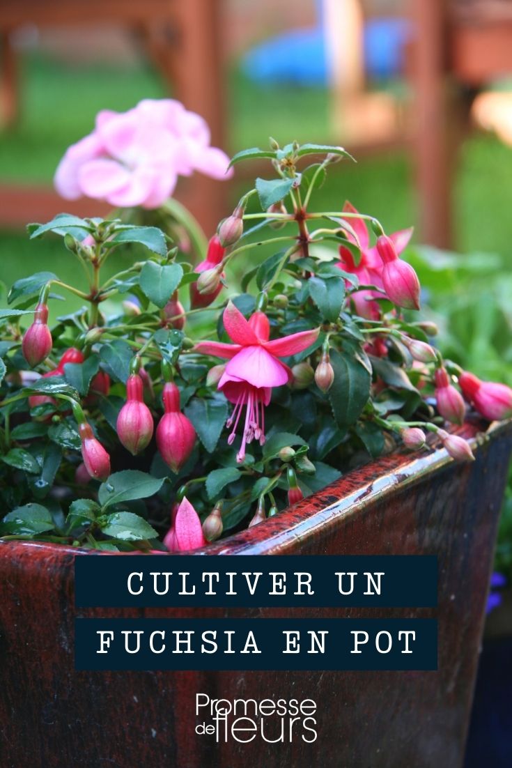 Growing Fuchsias in Pots
Fuchsias are a delightful addition to any garden, balcony, or patio, offering a cascade of vibrant colours and graceful blooms. Growing fuchsias in pots is not only feasible but also allows you to showcase these stunning plants prominently. Here’s a guide to help you cultivate thriving fuchsias in containers.
### Choosing the Right Pot
The first step in growing fuchsias in pots is selecting the appropriate container. Fuchsias thrive in pots that are deep enough to accommodate their root system. A pot with a diameter of at least 12-16 inches is ideal, ensuring there is ample space for growth and stability. Ensure the pot has good drainage holes to prevent waterlogging, which can lead to root rot.
### Selecting Soil and Position
Fuchsias prefer a rich, well-draining soil. A mixture of peat, compost, and perlite or vermiculite works well to provide the necessary nutrients and drainage. Position your fuchsia in a spot where it will receive morning sunlight and afternoon shade, as too much direct sunlight can scorch the leaves and flowers.
### Watering and Feeding
Regular watering is crucial for potted fuchsias, especially during warmer months. Keep the soil consistently moist but not waterlogged. During the growing season, feed your fuchsias every two weeks with a balanced, water-soluble fertilizer to encourage robust growth and abundant flowering.
### Pruning and Maintenance
Pruning is essential to maintain the shape of your fuchsia and encourage bushier growth. In early spring, trim back the previous year's growth to one or two buds per shoot. This will stimulate new growth and increase the number of flowering sites. Regularly deadhead spent flowers to promote continuous blooming throughout the season.
### Winter Care
Fuchsias are not frost-hardy, so it’s important to protect them during the colder months. In regions with harsh winters, move your potted fuchsia indoors or to a frost-free greenhouse. Reduce watering and stop feeding during this period to allow the plant to rest.
By following these guidelines, you can enjoy the spectacular display of fuchsias in pots year after year. Whether adorning your outdoor space or brightening a corner indoors, fuchsias in containers are a charming and colourful choice. Growing Fuchsias in Pots
