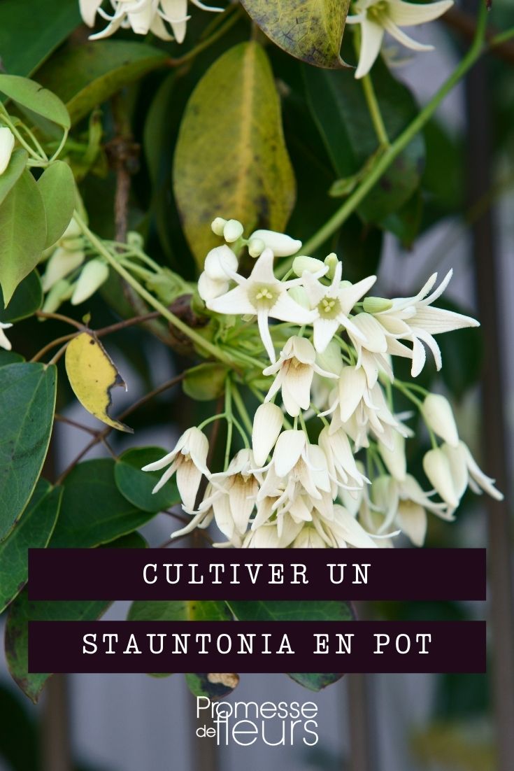 Growing Stauntonia in Containers Growing Stauntonia in Containers