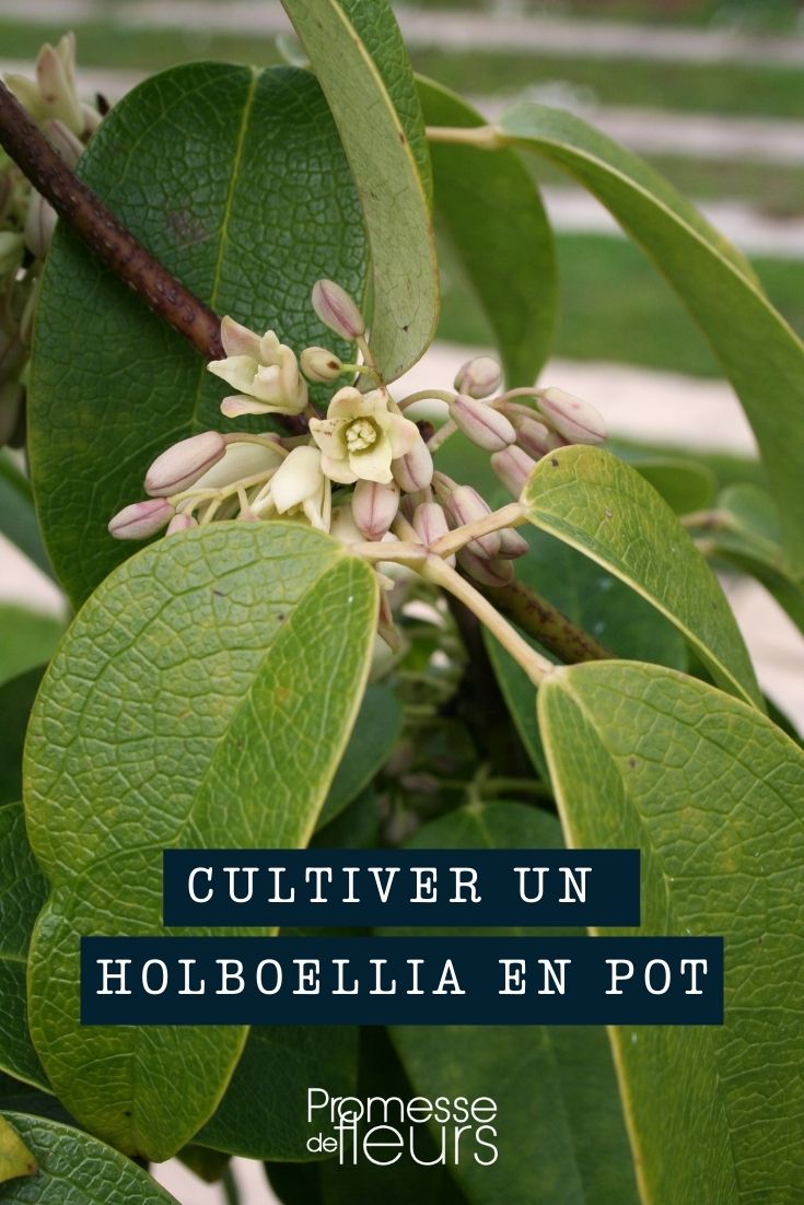 Growing Holboellia in a Pot Growing Holboellia in a Pot