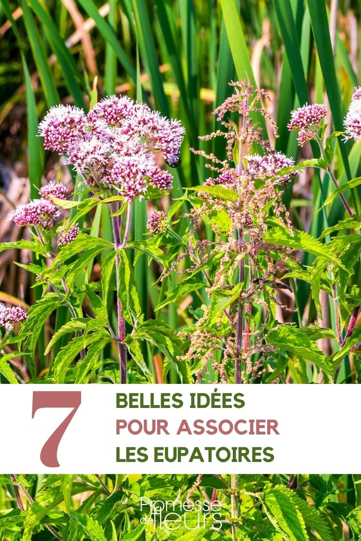 eupatorium-companion