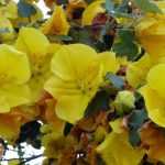 Associate the Fremontodendron