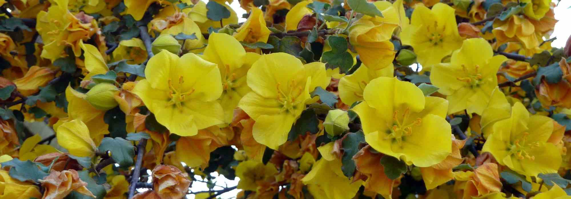 Associate the Fremontodendron
