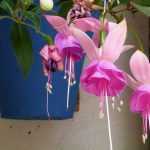 Fuchsia: the most beautiful varieties for hanging