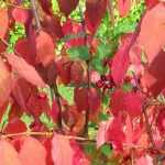 The most beautiful coloured spindle trees in autumn