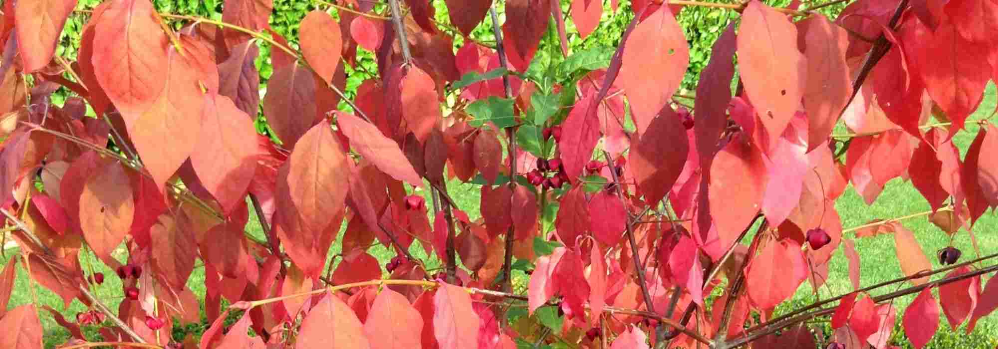 The most beautiful coloured spindle trees in autumn