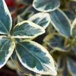 5 essential evergreens