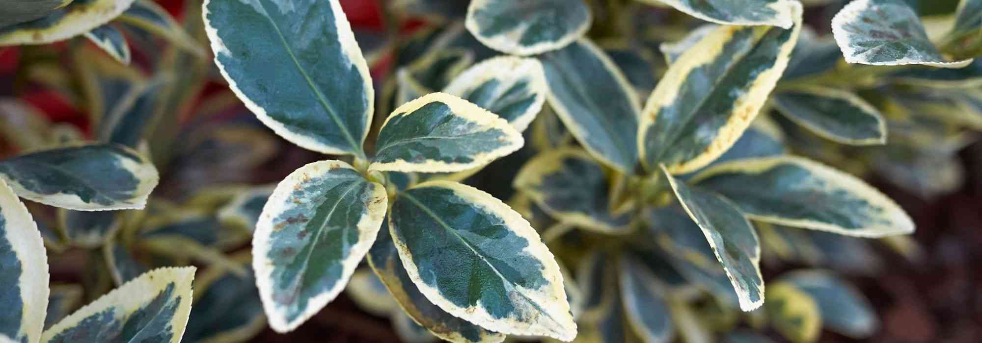 5 essential evergreens