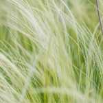 The indestructible grasses