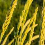 7 fast-growing grasses