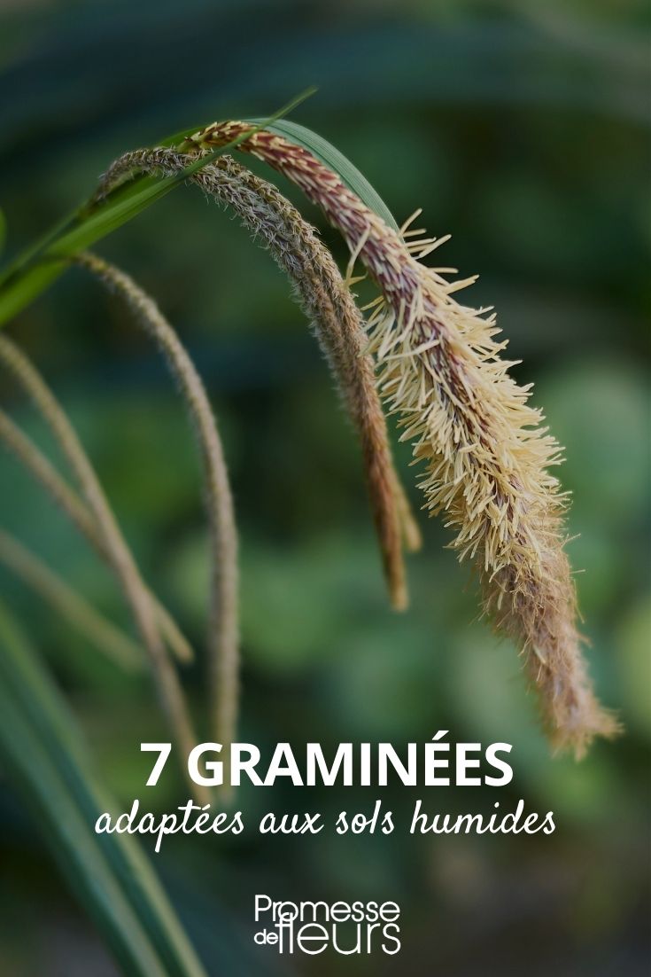 Grasses for Moist Soil Grasses for Moist Soil