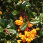 Evergreen Berberis: the Most Beautiful Varieties