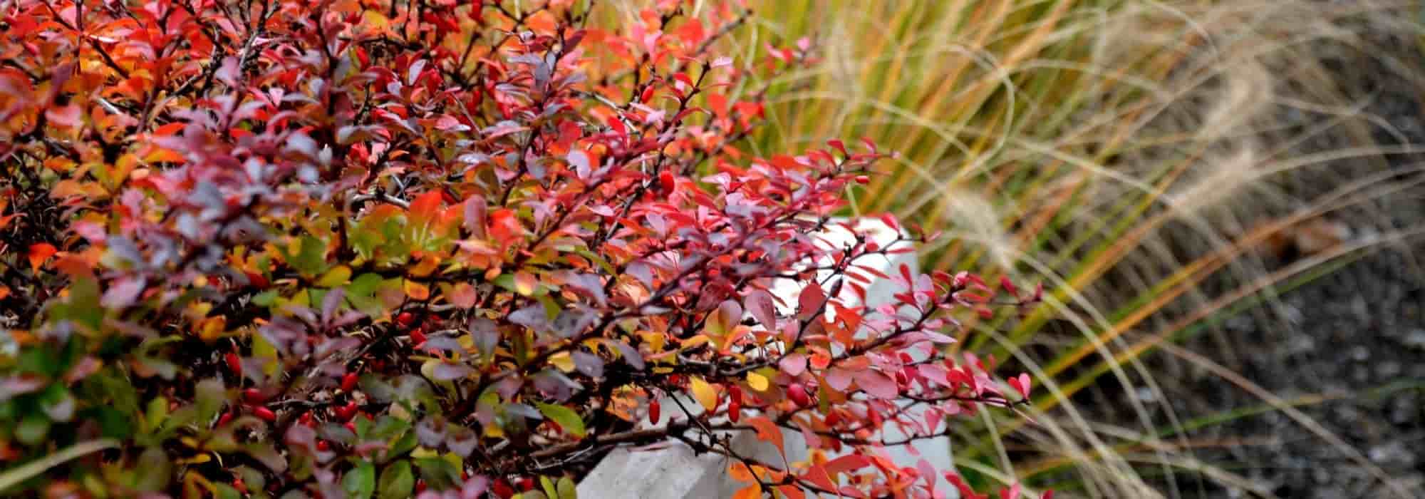 Growing a berberis in a pot