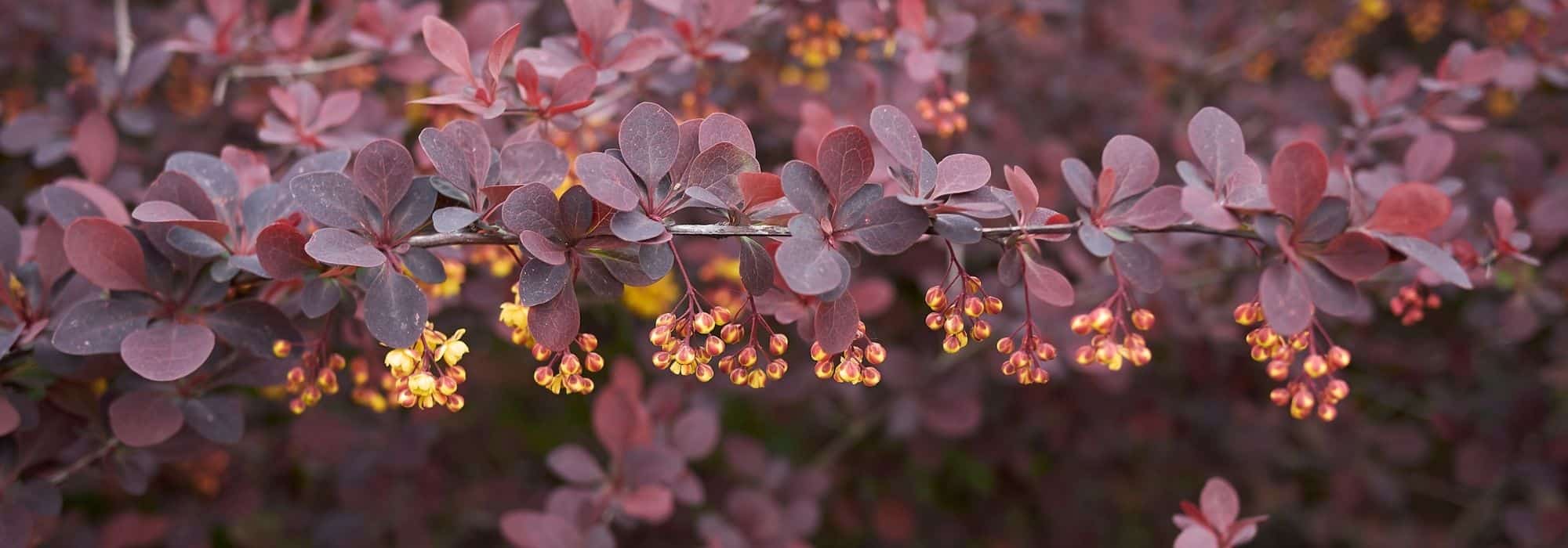 Purple Berberis: The Most Beautiful Varieties