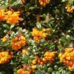 Choosing a Berberis