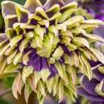 The most spectacular clematis