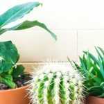 Outdoor plants that also thrive indoors
