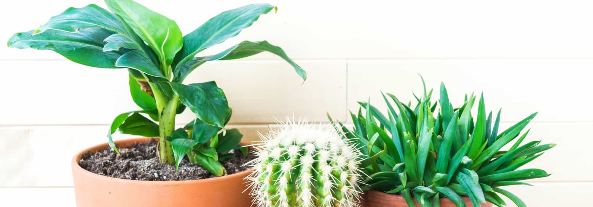 Outdoor plants that also thrive indoors
