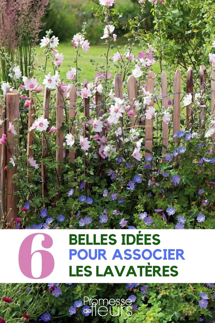 mallow-companion mallow-companion