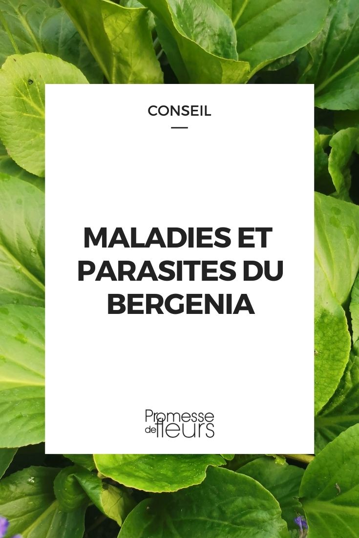 Parasitic Disease in Bergenia