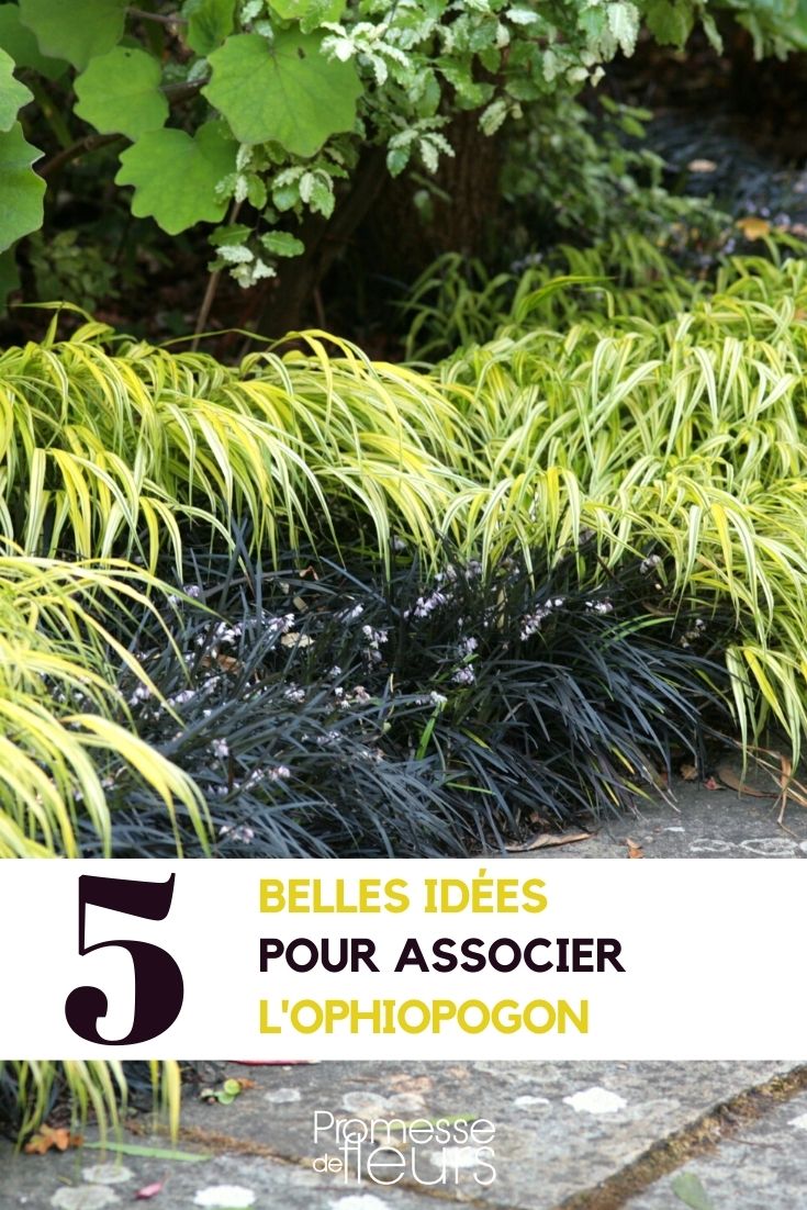 ophiopogon-combine ophiopogon-associer