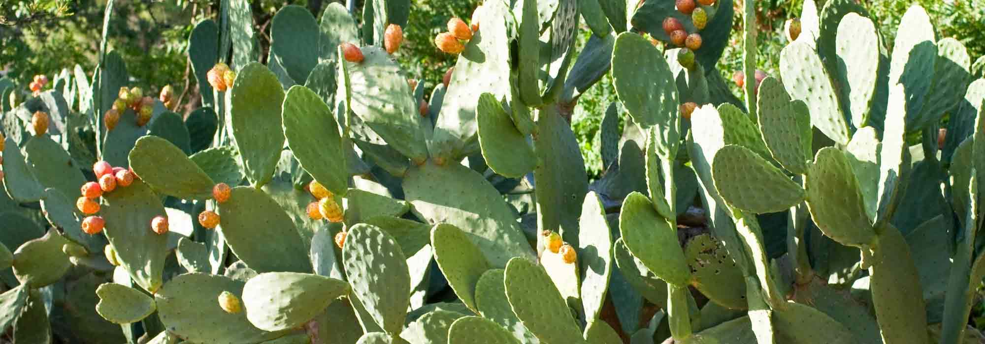 Which Opuntia to plant according to your region?