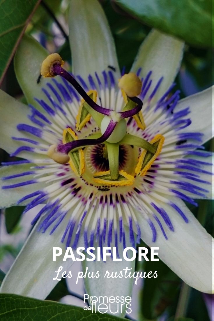 Hardiest Passion Flowers Hardiest Passionflowers