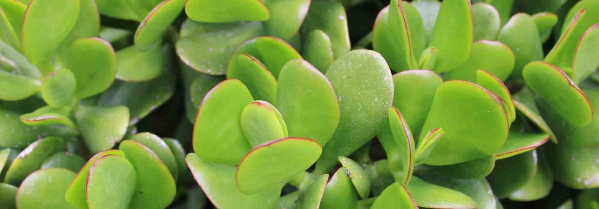 Succulent groundcovers