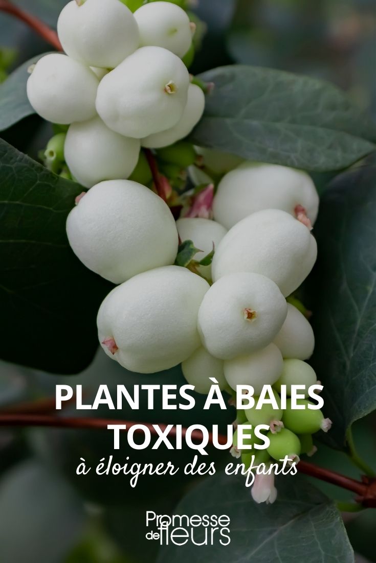 Toxic Berry Plants