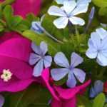 Associate the Plumbago