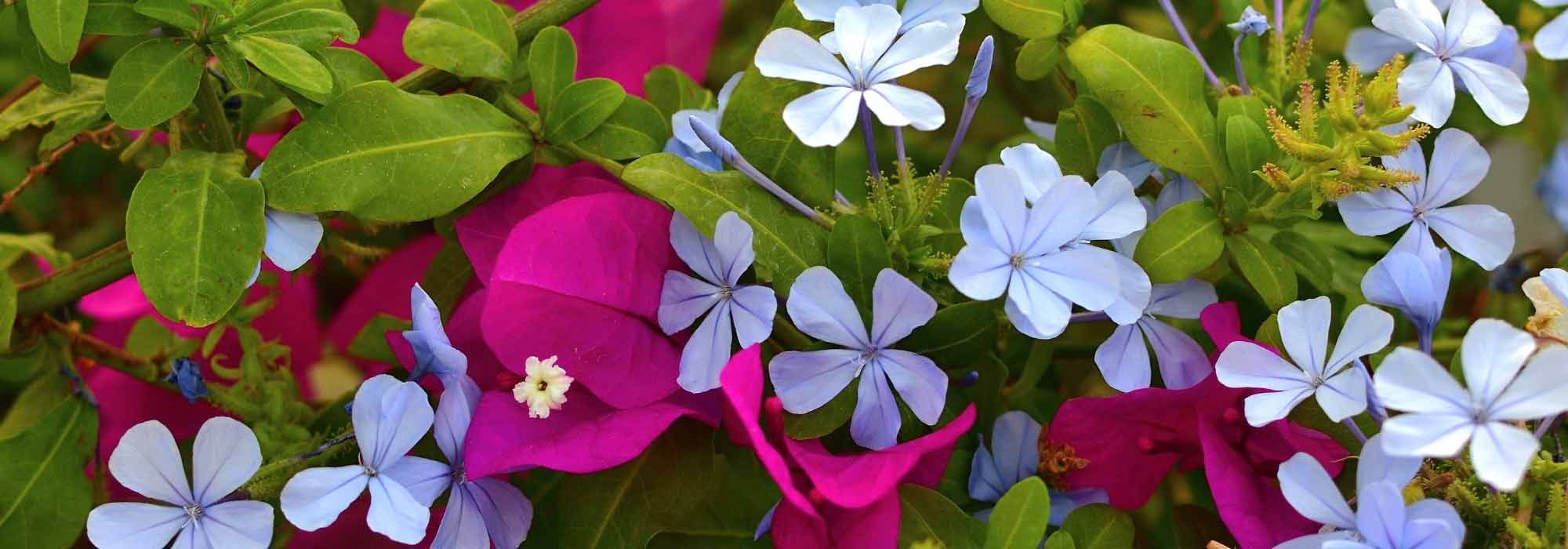 Associate the Plumbago