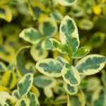 Japanese Spindle: the Most Beautiful Varieties