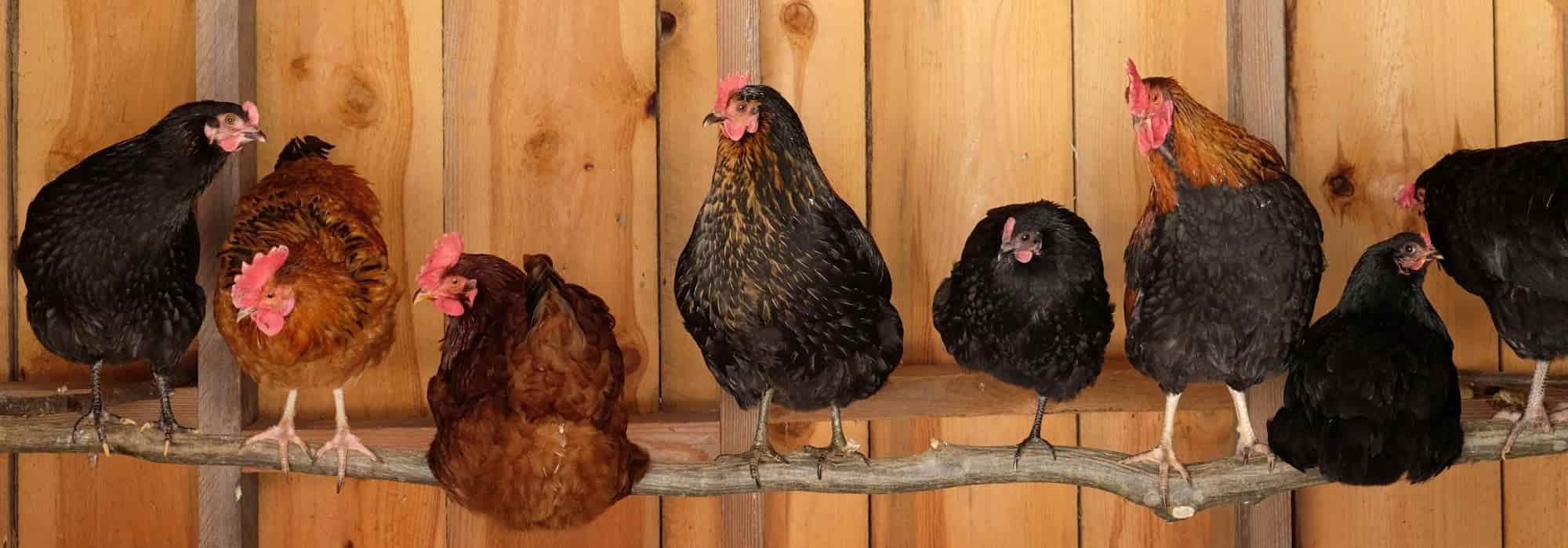 Installing a chicken coop in your garden: what does the law say?