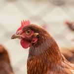 Adopting Chickens: The 10 Mistakes to Avoid