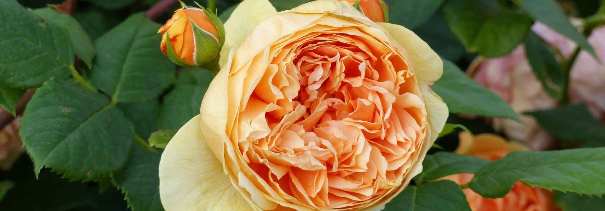 9 David Austin orange roses