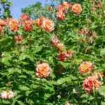 5 climbing roses with orange flowers