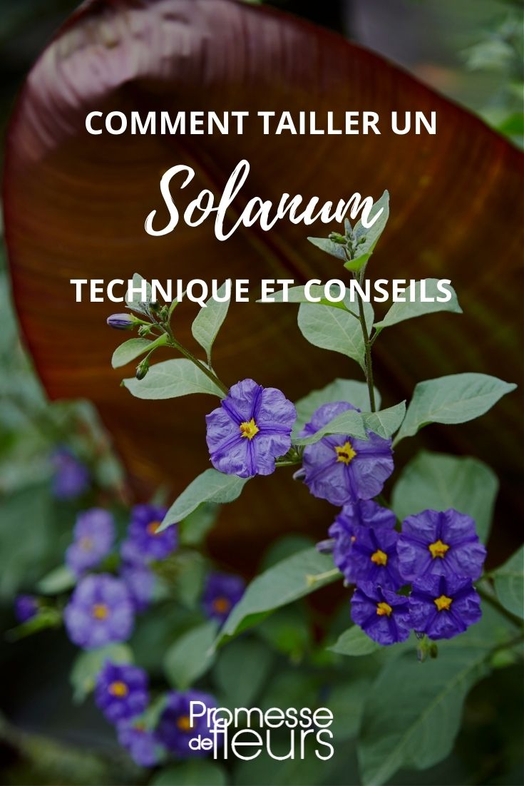 Pruning Solanum