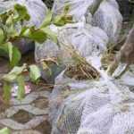 What to do with the clump of trees and shrubs?