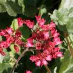Perennials for shady areas with long flowering periods