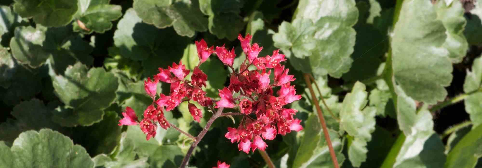 Perennials for shady areas with long flowering periods