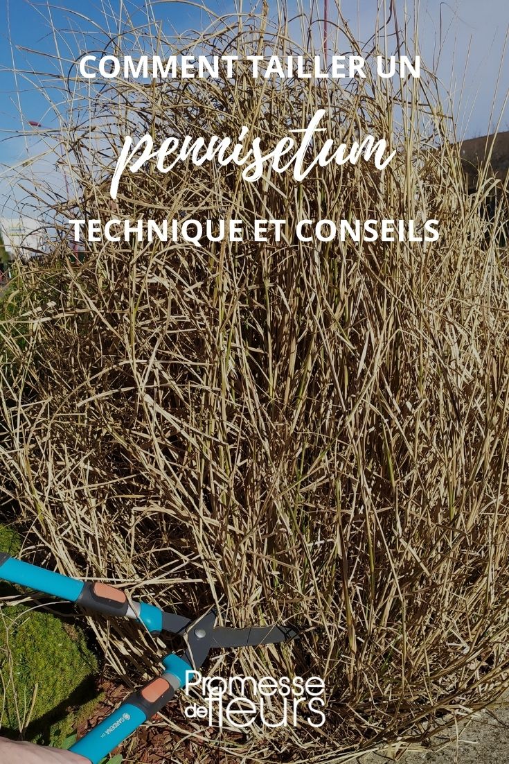 Pruning Pennisetum Grass