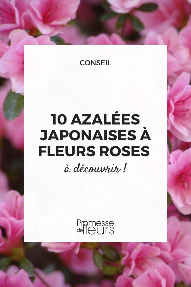 Azalea Japonica flowering in pink colour