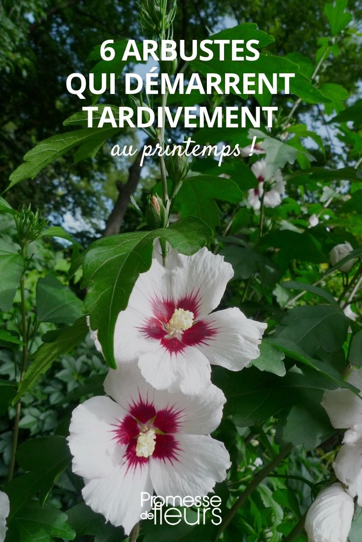 Late Bud Burst Period Bushes