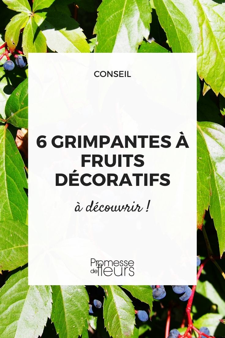 6 Climbing Plants with Decorative Fruits