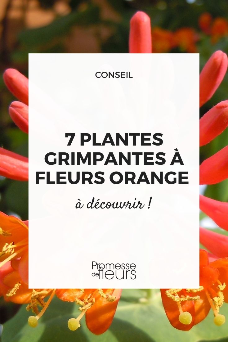 7 Climbing Plants with Orange Flowers That You Must Have in Your Garden-2 Climbing lianas with voluble orange flowering