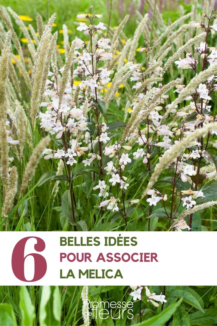 Pairing Melica Pairing the Wood Melick