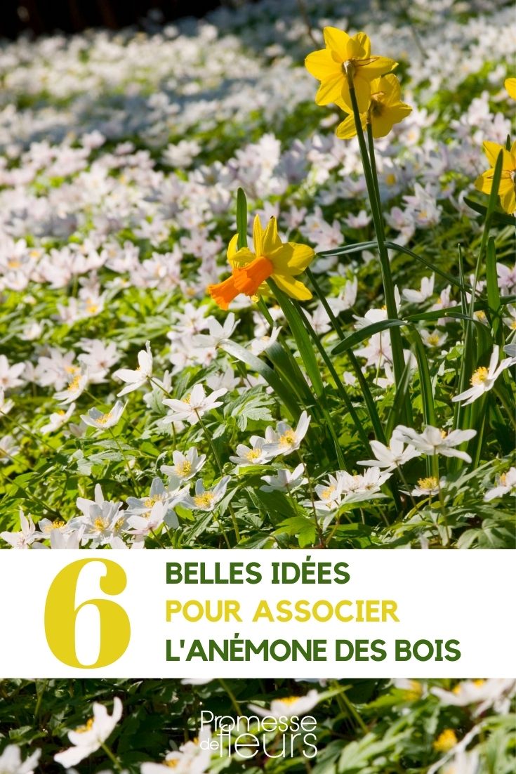 Pairing the Wood Anemone